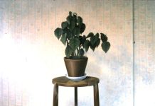 1979 Plantentafeltje met plant van Westeneng